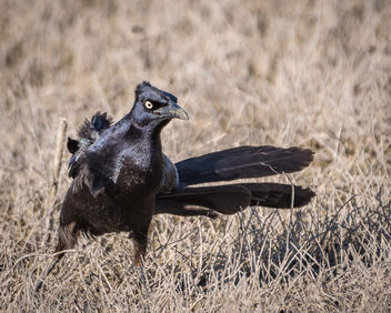 Great-tailed Grackle - image #435681 gratis